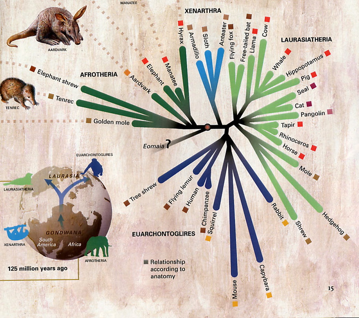 3 Gene map mammals 125 m